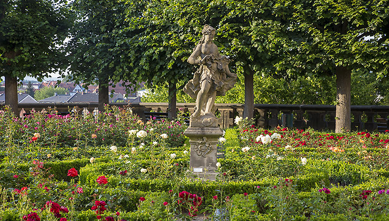 Picture: Rose Garden