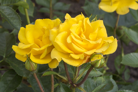 Picture: Rose Garden