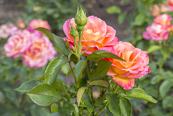 Picture: Rose Garden