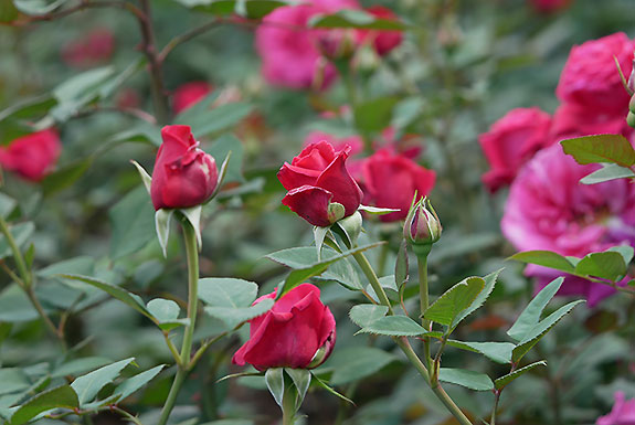 Picture: Rose Garden